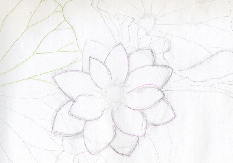 cách vẽ hoa sen đơn giản