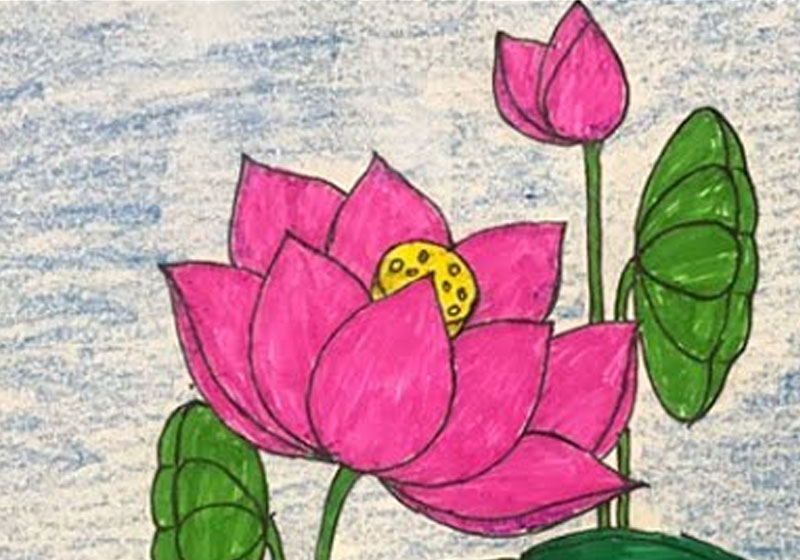 cách vẽ hoa sen bằng chì